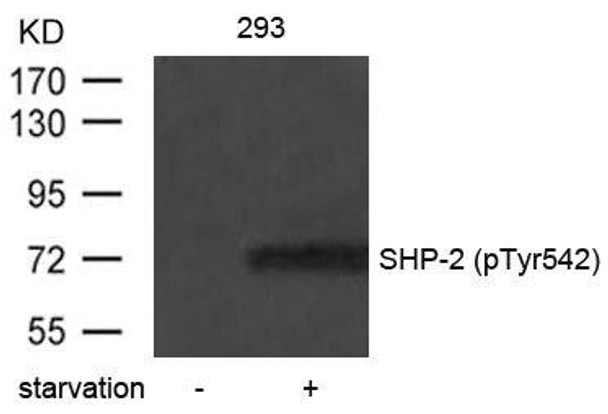 Phospho-PTPN11 (Tyr542) Antibody (PACO24332)