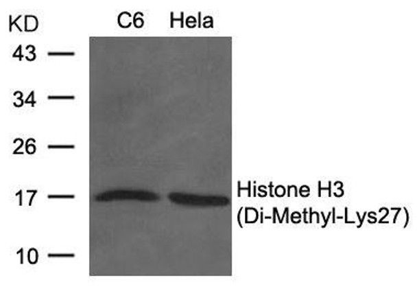 Di-Methyl-Histone H3 (Lys27) Antibody (PACO24350)