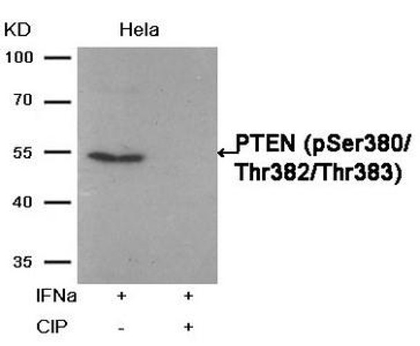 Phospho-PTEN (Ser380/Thr382/Thr383) Antibody (PACO24563)