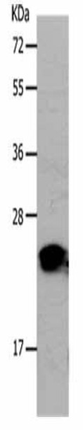 PNOC Antibody (PACO18761)