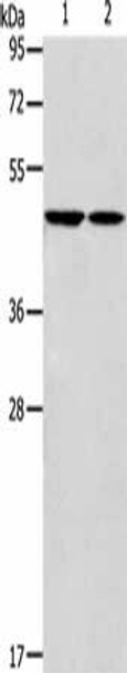 GLRA1 Antibody (PACO19096)