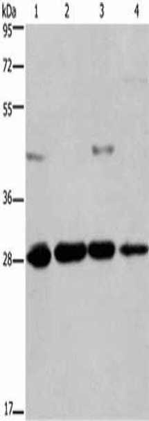 HES1 Antibody (PACO19752)