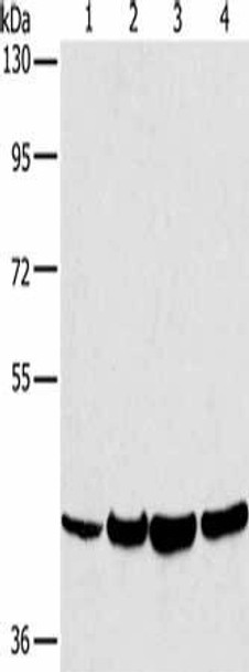 LILRA1 Antibody (PACO19942)