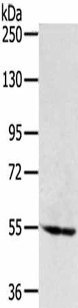 SNX1 Antibody (PACO20564)