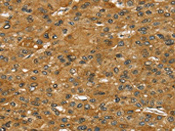 SPTAN1 Antibody (PACO20595)