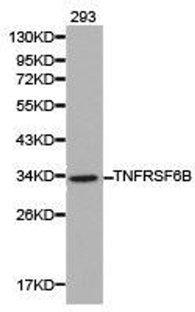 TNFRSF6B Antibody (PACO21053)