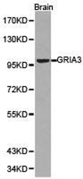 GRIA3 Antibody (PACO21090)