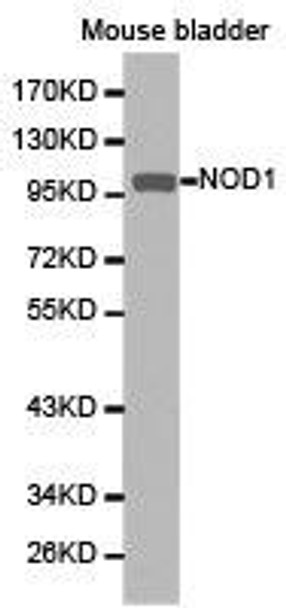 NOD1 Antibody (PACO21122)