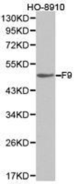 F9 Antibody (PACO21155)