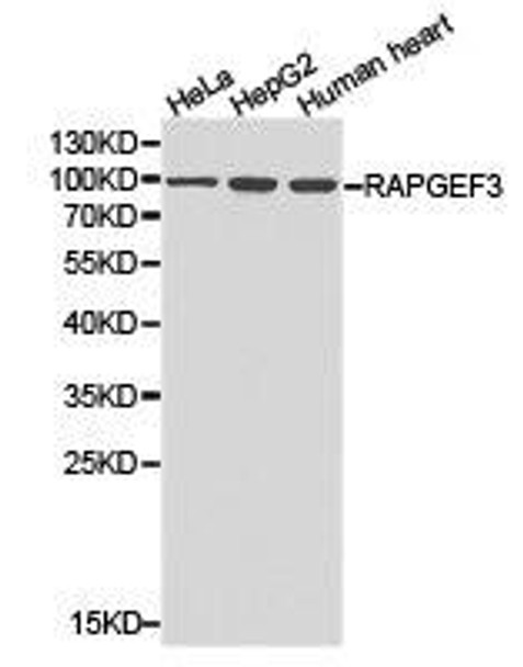 RAPGEF3 Antibody (PACO21293)