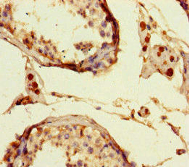 LIG3 Antibody (PACO45978)