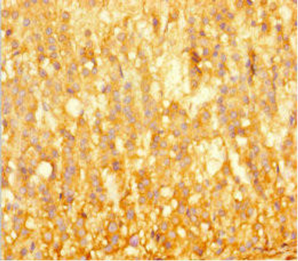 BRD3 Antibody (PACO46558)