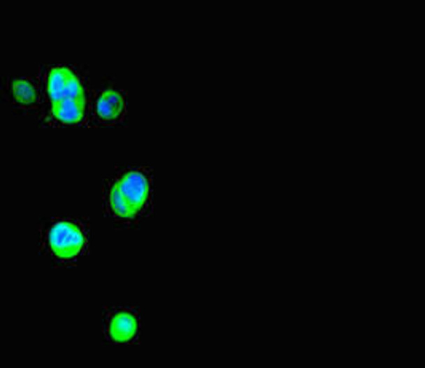 Thrsp Antibody (PACO46610)