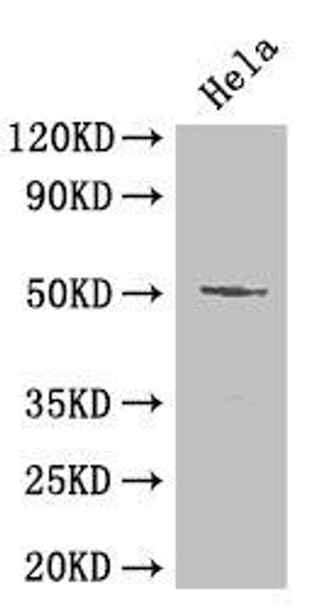 POU2F2 Antibody (PACO47602)