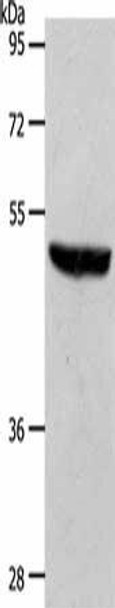 S1PR1 Antibody (PACO19007)