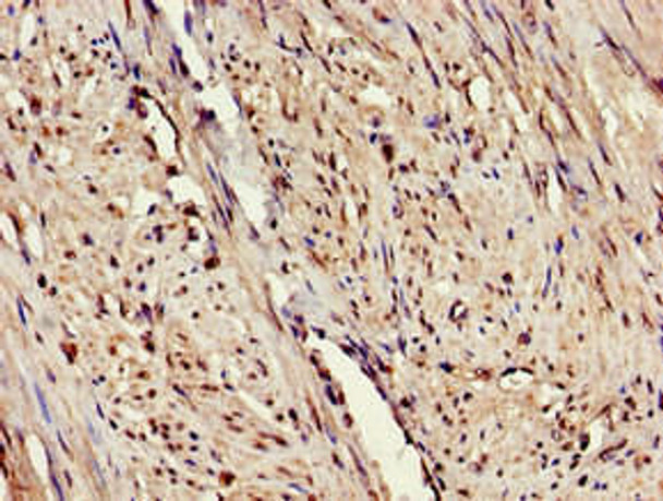 ERAP1 Antibody (PACO53654)