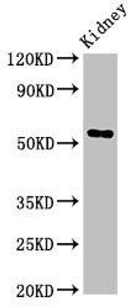 Fuca1 Antibody (PACO53890)