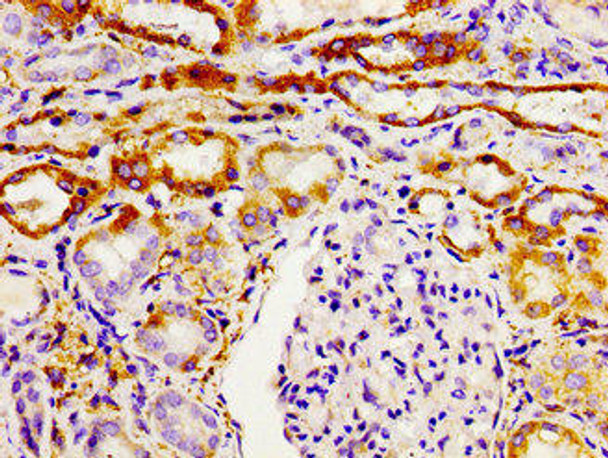 GHSR Antibody (PACO55226)