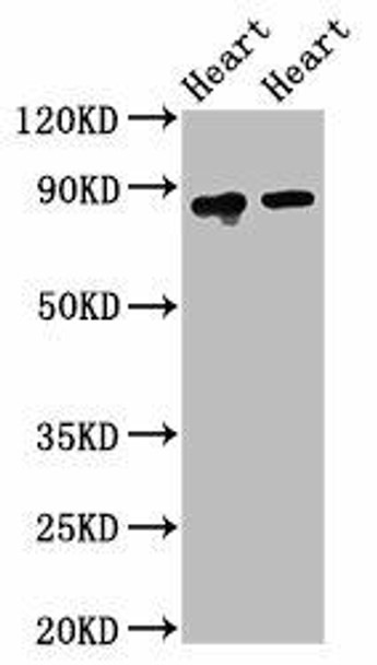 ACO2 Antibody (PACO55262)