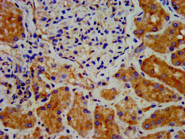 DTNBP1 Antibody (PACO57324)