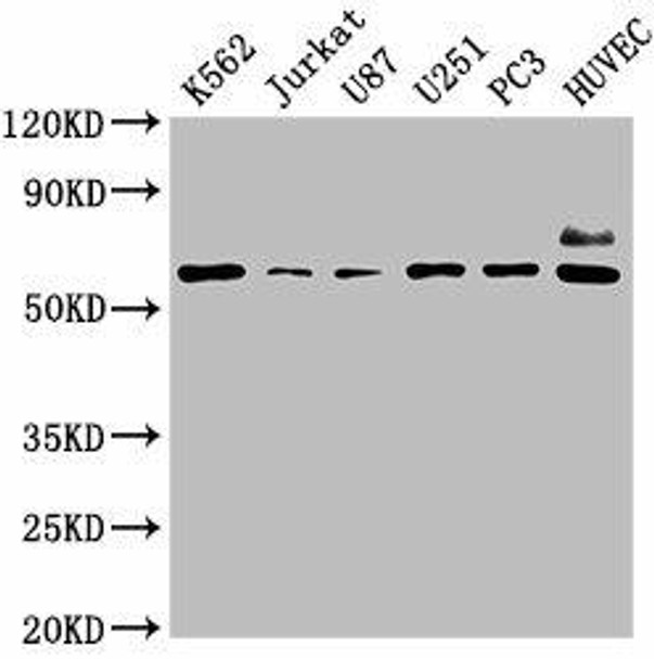 NT5E Antibody (PACO62175)