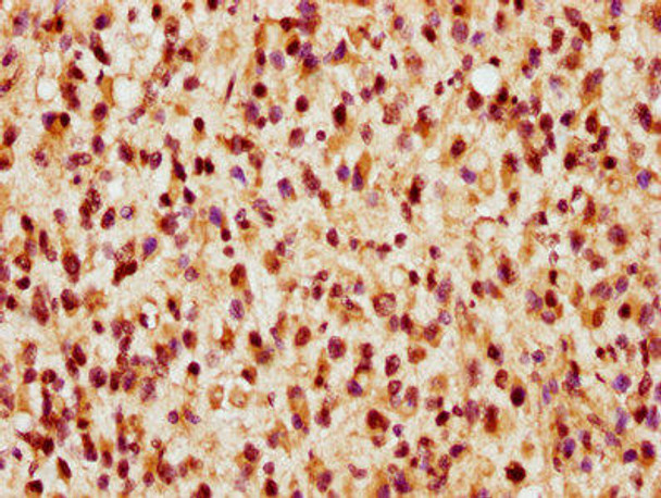 VGLL1 Antibody (PACO62599)