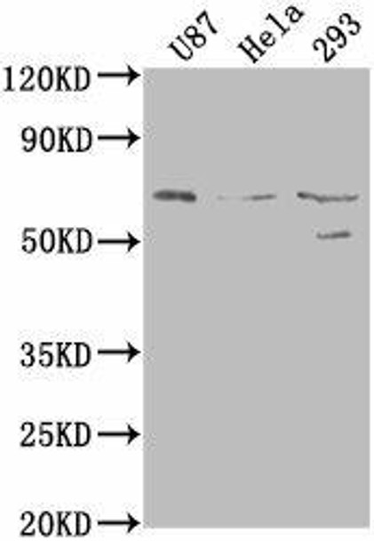 PTGS2 Antibody (PACO63379)