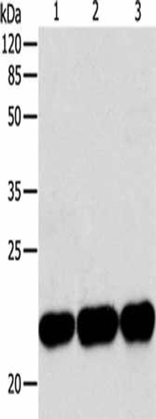 BID Antibody (PACO14133)