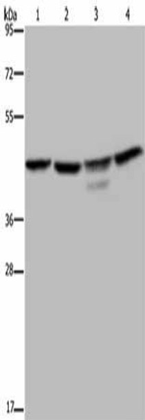 CSNK2A1 Antibody (PACO14250)