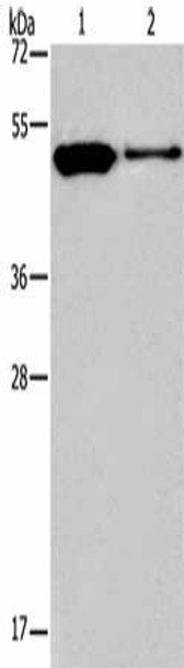 MAF Antibody (PACO19488)