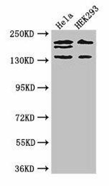 ITSN2 Antibody (PACO48738)