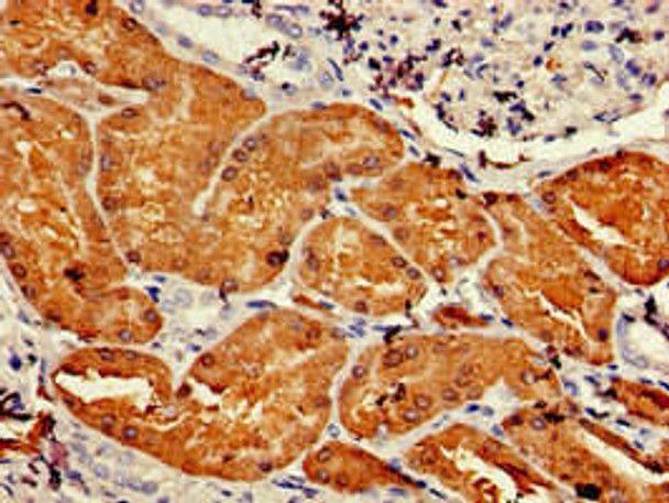 DDC Antibody (PACO49510)