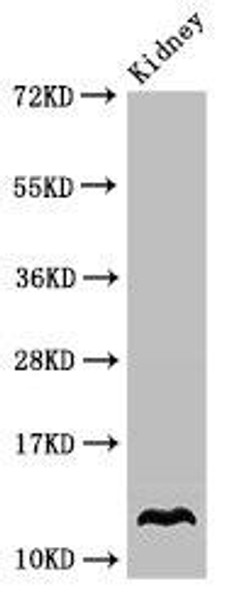 OXT Antibody (PACO49838)