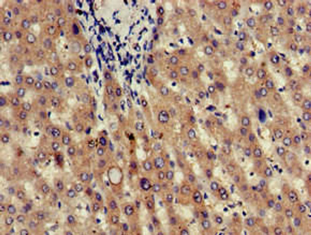 JAG1 Antibody (PACO49938)