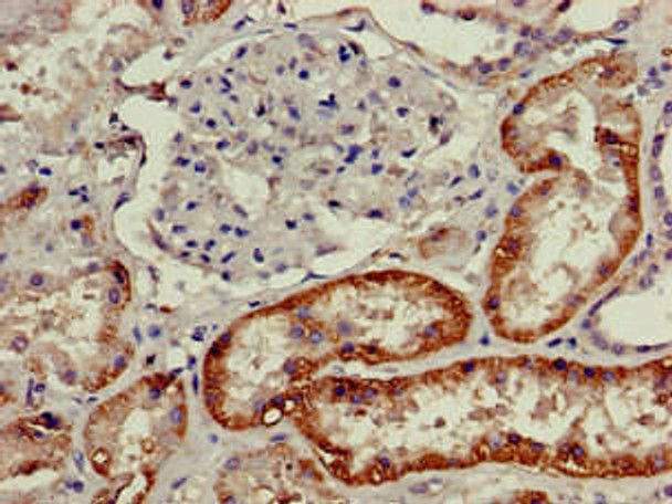 SLC3A1 Antibody (PACO52442)