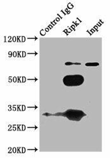 Ripk1 Antibody (PACO52974)