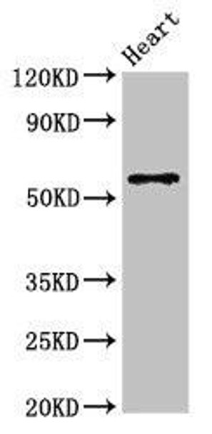 SLC7A6 Antibody (PACO53150)