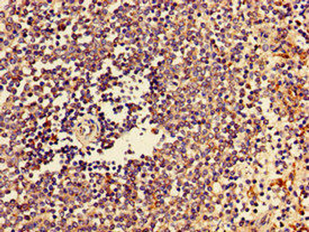 CTSZ Antibody (PACO53246)