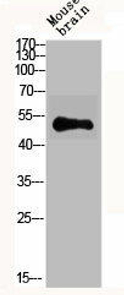 GABRA6 Antibody (PACO06499)