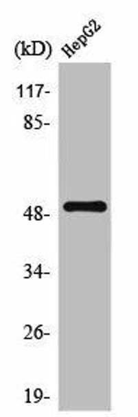 TPH1 Antibody (PACO06838)