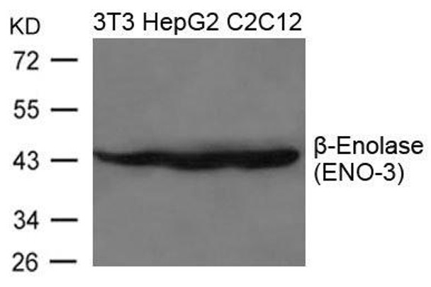 ENO3 Antibody (PACO21552)
