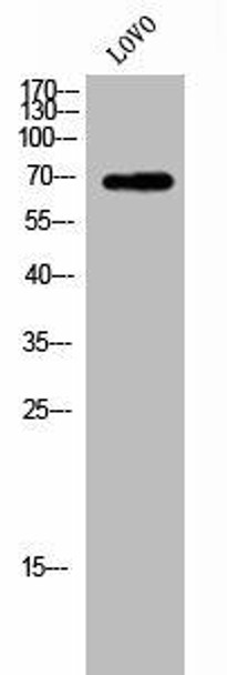 ZP1 Antibody (PACO02734)