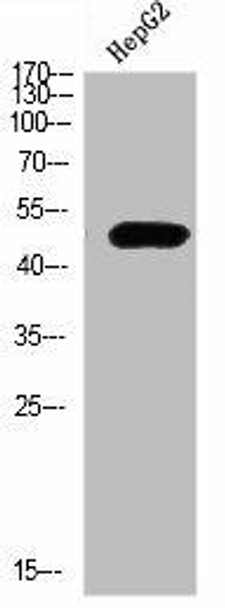 TRAF1 Antibody (PACO07264)