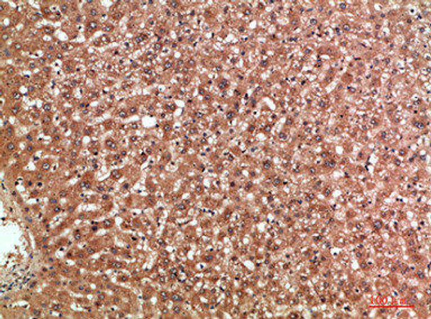 MBL2 Antibody (PACO07286)