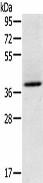 GAS1 Antibody (PACO19693)