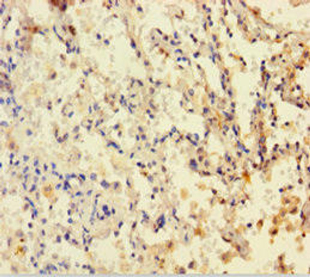DHFR Antibody (PACO26229)