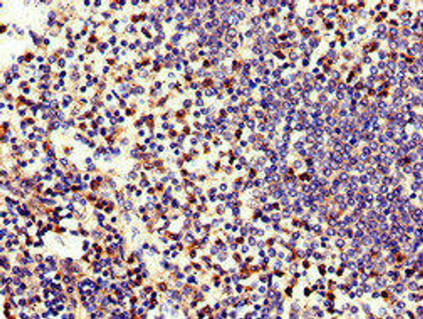 ELANE Antibody (PACO26441)