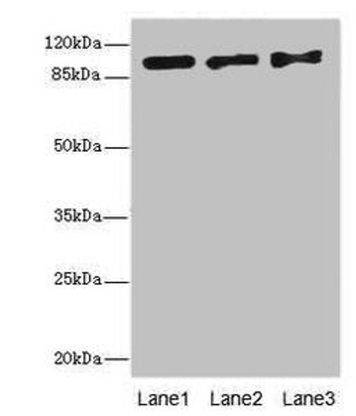 EXO1 Antibody (PACO26581)