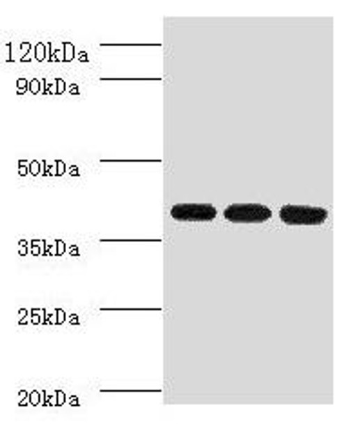 FCGRT Antibody (PACO26709)