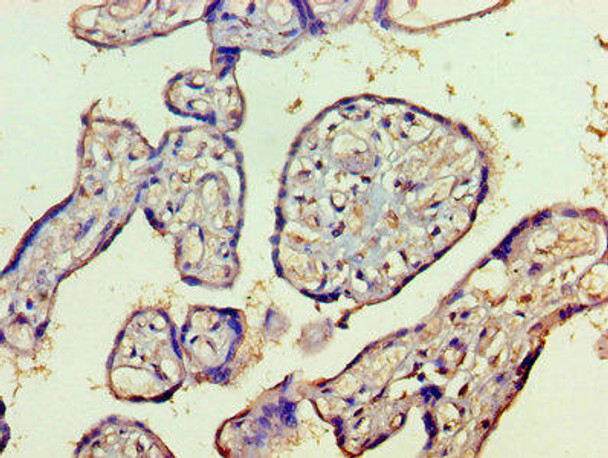 HDAC8 Antibody (PACO27341)